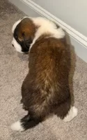 Puppy 5 - K9 Jewels LLC, a male Saint Bernard for sale in Roxboro, NC – 2 of 4