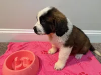 Puppy 3 - K9 Jewels, a female Saint Bernard for sale in Roxboro, NC – 2 of 10