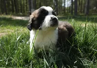 Puppy 3 - K9 Jewels, a female Saint Bernard for sale in Roxboro, NC – 6 of 10