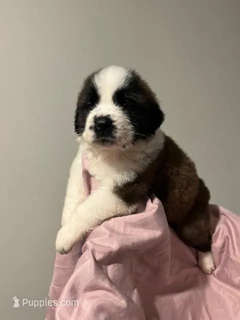 Puppy 3 - K9 Jewels – Saint Bernard puppy for sale in Roxboro, NC