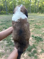 Puppy 3 - K9 Jewels, a female Saint Bernard for sale in Roxboro, NC – 4 of 10