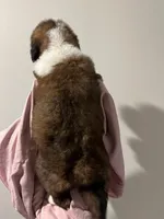 Puppy 3 - K9 Jewels, a female Saint Bernard for sale in Roxboro, NC – Photo 2 of 8