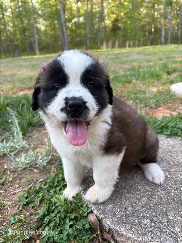 Puppy 3 - K9 Jewels – Saint Bernard puppy for sale in Roxboro, NC