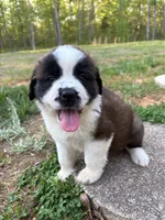 Puppy 3 - K9 Jewels, a female Saint Bernard for sale in Roxboro, NC – 3 of 10