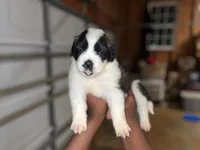 Puppy 3 - K9 Jewels, a female Saint Bernard for sale in Roxboro, NC – Photo 3 of 8