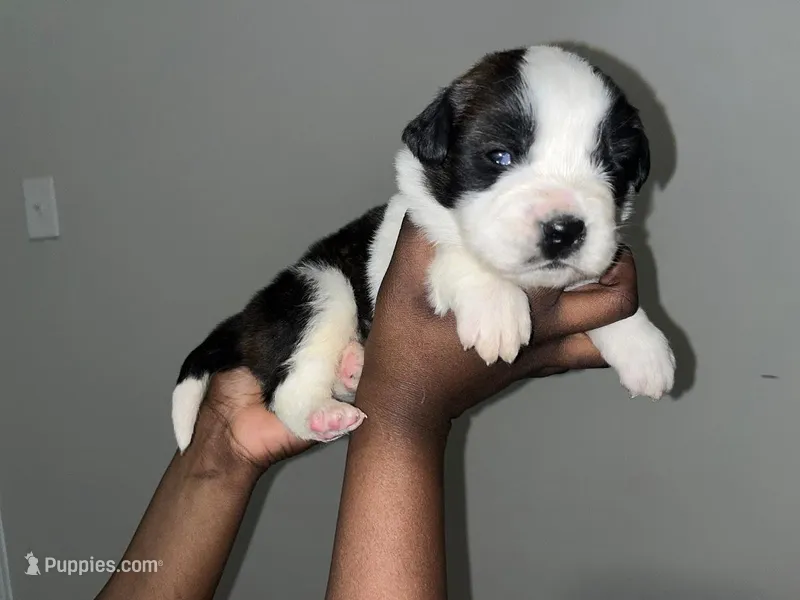Puppy 3 - K9 Jewels – Saint Bernard puppy for sale in Roxboro, NC