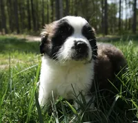 Puppy 3 - K9 Jewels, a female Saint Bernard for sale in Roxboro, NC – 5 of 10