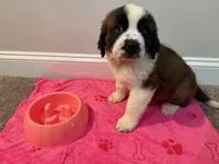 Puppy 3 - K9 Jewels, a female Saint Bernard for sale in Roxboro, NC – 1 of 10