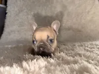 Max, a male French Bulldog for sale in Tampa, FL – Photo 5 of 6