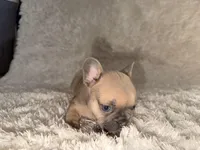 Max, a male French Bulldog for sale in Tampa, FL – Photo 6 of 6