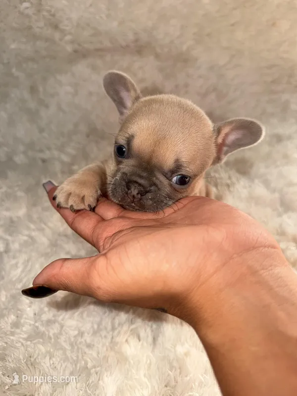 Max – French Bulldog puppy for sale in Tampa, FL