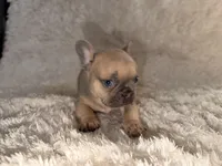 Max, a male French Bulldog for sale in Tampa, FL – Photo 4 of 6