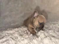 Max, a male French Bulldog for sale in Tampa, FL – Photo 2 of 6