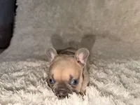 Max, a male French Bulldog for sale in Tampa, FL – Photo 3 of 6