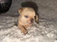 Zoey , a female French Bulldog for sale in Tampa, FL – Photo 5 of 5