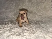 Zoey , a female French Bulldog for sale in Tampa, FL – Photo 4 of 5