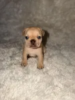 Zoey , a female French Bulldog for sale in Tampa, FL – Photo 3 of 5