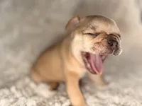 Zoey , a female French Bulldog for sale in Tampa, FL – Photo 2 of 5