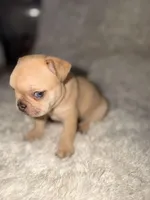 Zoey , a female French Bulldog for sale in Tampa, FL – Photo 1 of 5