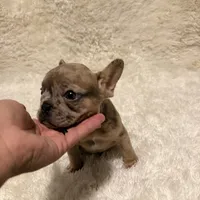 Chocolate Chip, a female French Bulldog for sale in Tampa, FL – Photo 7 of 9