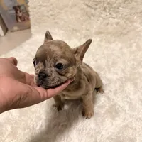 Chocolate Chip, a female French Bulldog for sale in Tampa, FL – Photo 4 of 9