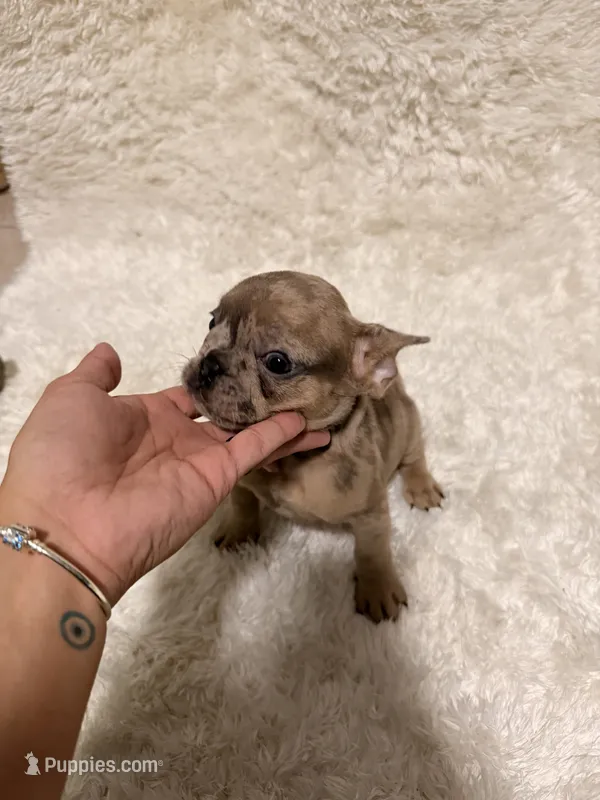 Chocolate Chip – French Bulldog puppy on hold in Tampa, FL