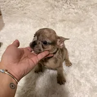 Chocolate Chip, a female French Bulldog for sale in Tampa, FL – Photo 1 of 9