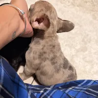 Chocolate Chip, a female French Bulldog for sale in Tampa, FL – Photo 8 of 9