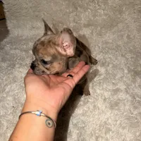 Chocolate Chip, a female French Bulldog for sale in Tampa, FL – Photo 3 of 9