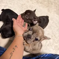 Chocolate Chip, a female French Bulldog for sale in Tampa, FL – Photo 5 of 9