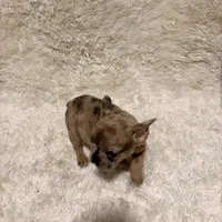 Chocolate Chip, a female French Bulldog for sale in Tampa, FL – Photo 6 of 9