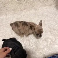 Chocolate Chip, a female French Bulldog for sale in Tampa, FL – Photo 2 of 9