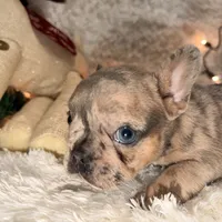 Chocolate Chip, a female French Bulldog for sale in Tampa, FL – Photo 9 of 9