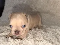 Jay, a male French Bulldog for sale in Tampa, FL – Photo 3 of 6