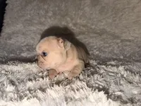 Jay, a male French Bulldog for sale in Tampa, FL – Photo 2 of 6