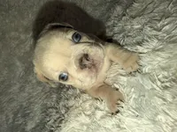 Jay, a male French Bulldog for sale in Tampa, FL – Photo 6 of 6