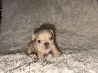 Jay, a male French Bulldog for sale in Tampa, FL – Photo 5 of 6