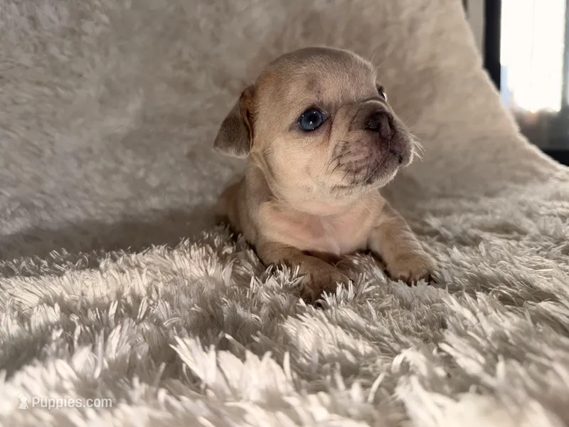 Jay, a male French Bulldog for sale in Tampa, FL – Photo 1 of 6