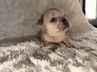 Jay, a male French Bulldog for sale in Tampa, FL – Photo 1 of 6