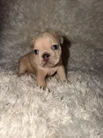 Jay, a male French Bulldog for sale in Tampa, FL – Photo 4 of 6