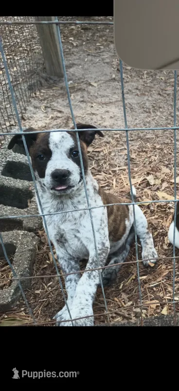 Sal – Boston Terrier, Australian Cattle Dog puppy for sale in South Berwick, ME