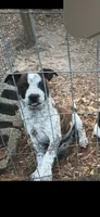 Sal, a male Boston Terrier and Australian Cattle Dog for sale in South Berwick, ME – 1 of 2