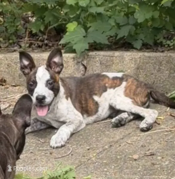 Sal – Australian Cattle Dog, Labrador Retriever puppy for sale in New London, CT