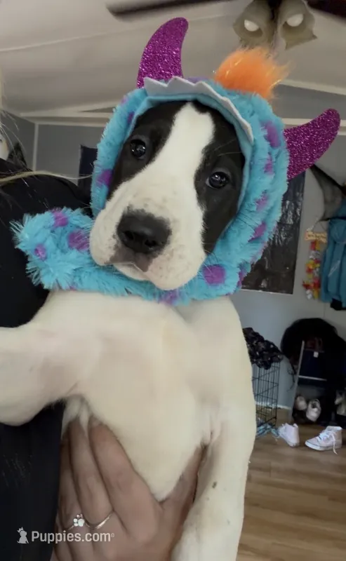 Millie – Great Dane puppy for sale in Charleston, SC