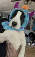 Millie, a female Great Dane for sale in Charleston, SC – 1 of 3