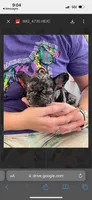 riot, a male French Bulldog for sale in New London, CT – Photo 1 of 2
