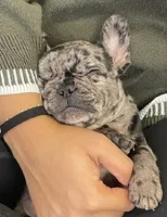 riot, a male French Bulldog for sale in New London, CT – Photo 2 of 2