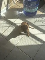 Millie, a female German Shepherd Dog and Labrador Retriever for sale in New London, CT – Photo 2 of 3