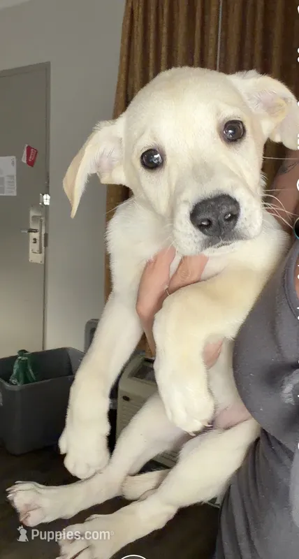 Magnolia  – German Shepherd Dog, Labrador Retriever puppy for sale in New London, CT