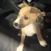Bobo, a male Rat Terrier and Dachshund for sale in New London, CT – 1 of 1